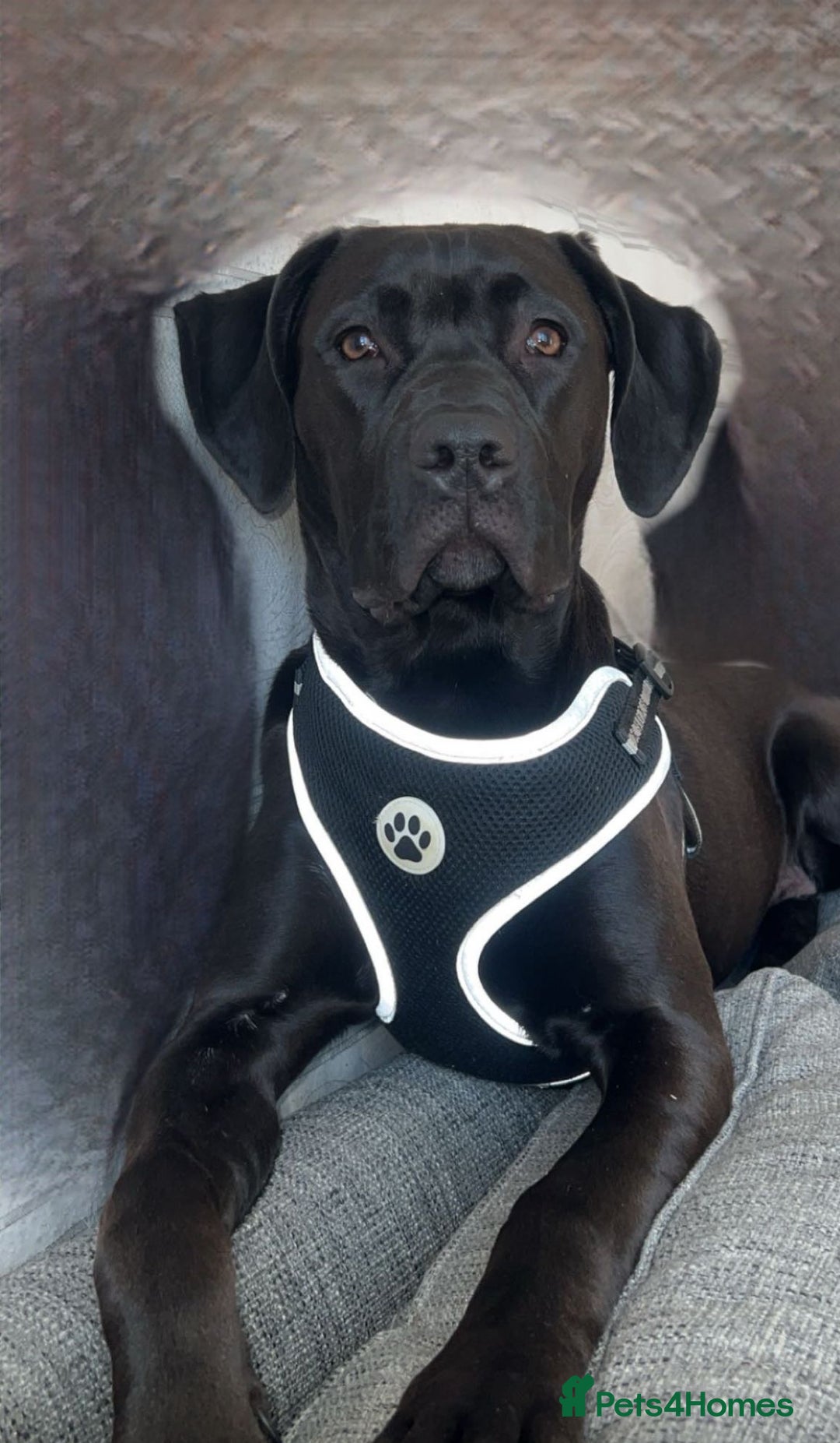 Mixed Breed dogs for sale: 2 beautiful little girls cane corse/ staff - Advert 1