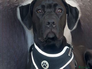 Mixed Breed dogs 2 beautiful little girls cane corse/ staff - Advert 6