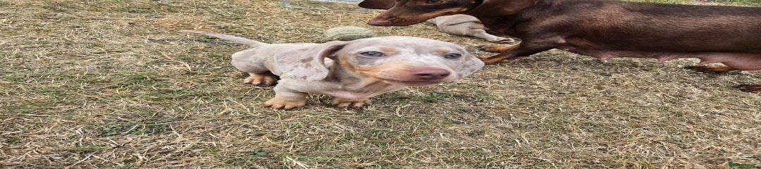 Dachshund Puppy 4