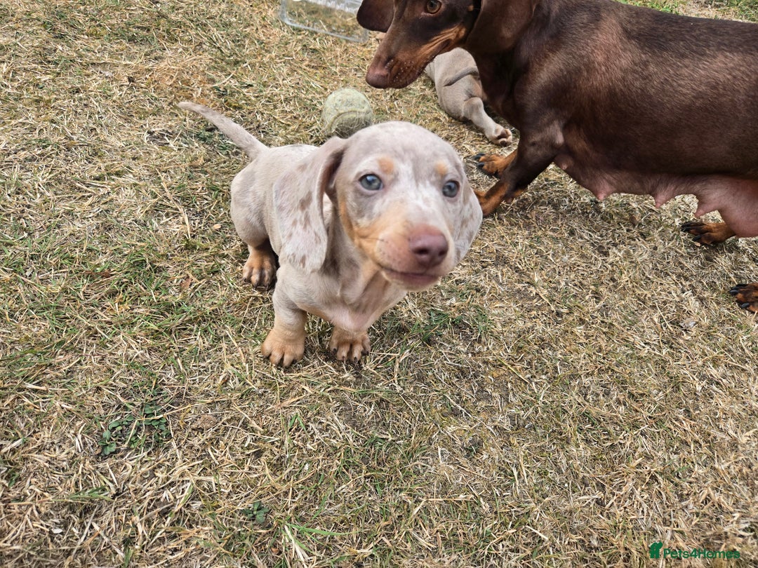 Dachshund dogs for sale: Ready now, last 3 Dachshund Puppies - Image 22