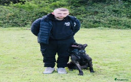 Belgian Shepherd Dog dogs for sale: Stunning Male Herder For Sale - Image 2