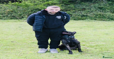 Belgian Shepherd Dog dogs - Advert 13