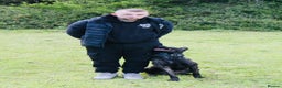 Belgian Shepherd Dog dogs for sale: Stunning Male Herder For Sale - Advert 2