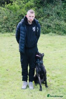 Belgian Shepherd Dog dogs - Advert 2