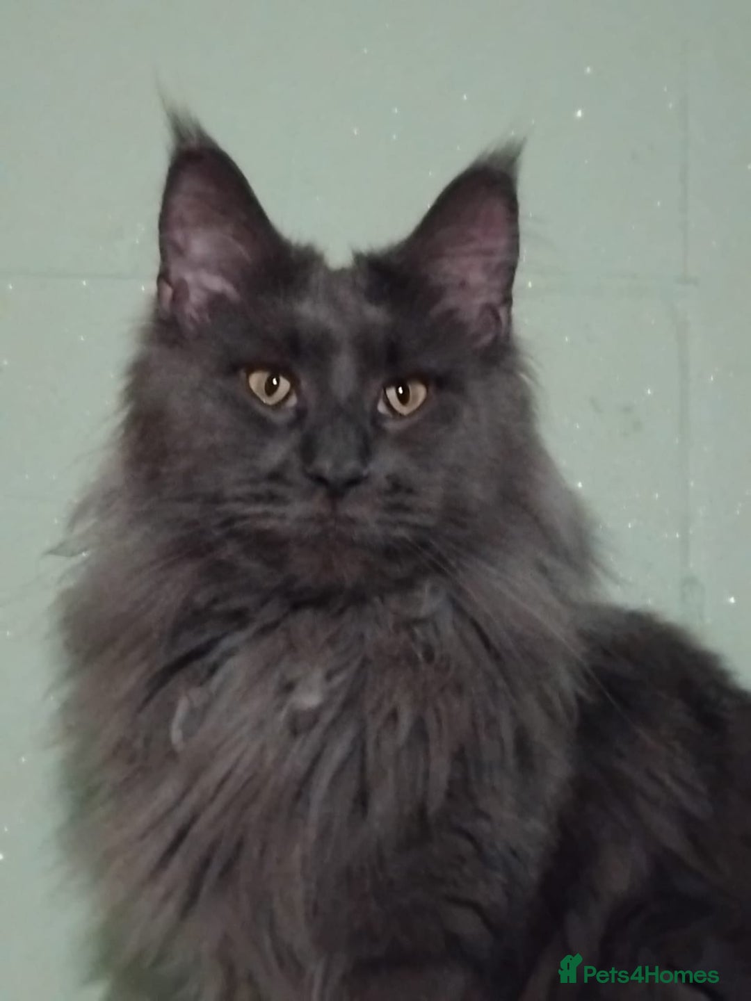 Maine Coon cats for sale: Pure Maine Coon Kittens Looking For A New Home  - Image 21