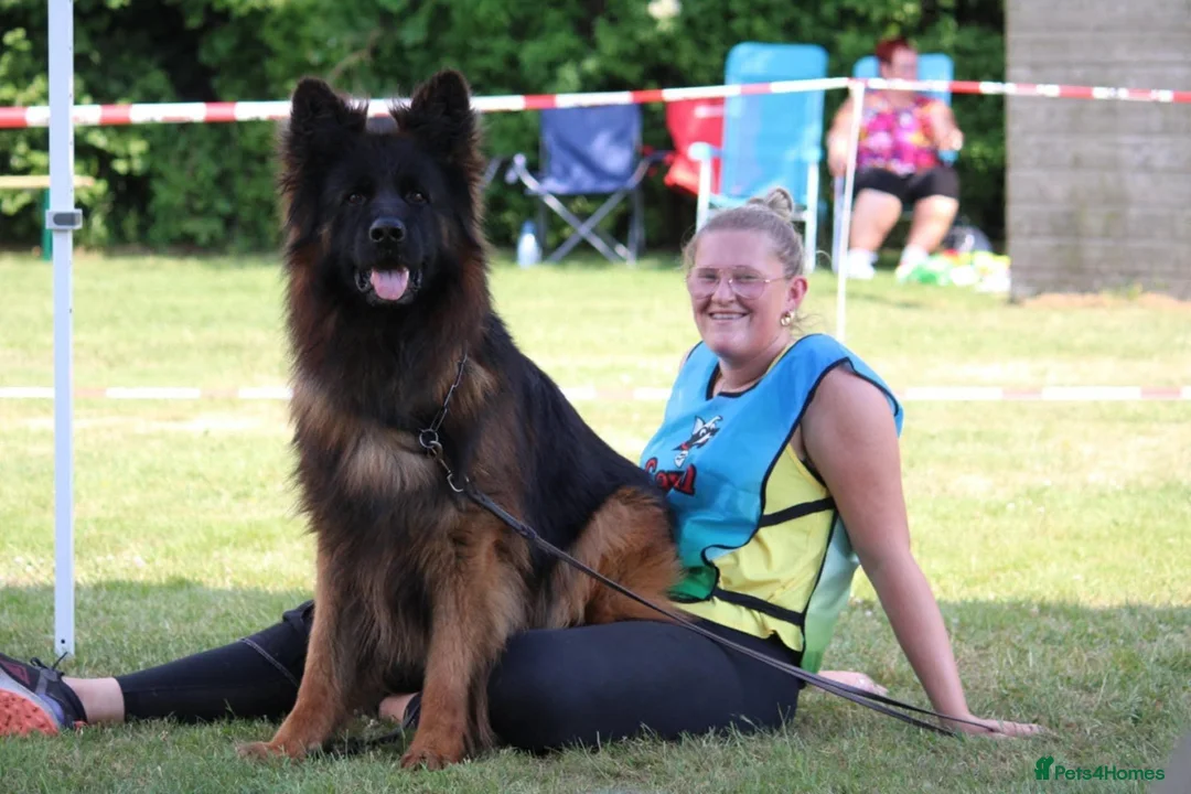 German Shepherd dogs for sale: OUTSTANDING long coat female puppy READY NOW - Advert 12