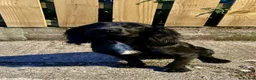 Cocker Spaniel dogs for sale: 🐾 Beautiful Cocker Spaniel Puppies 🐾 - Advert 2