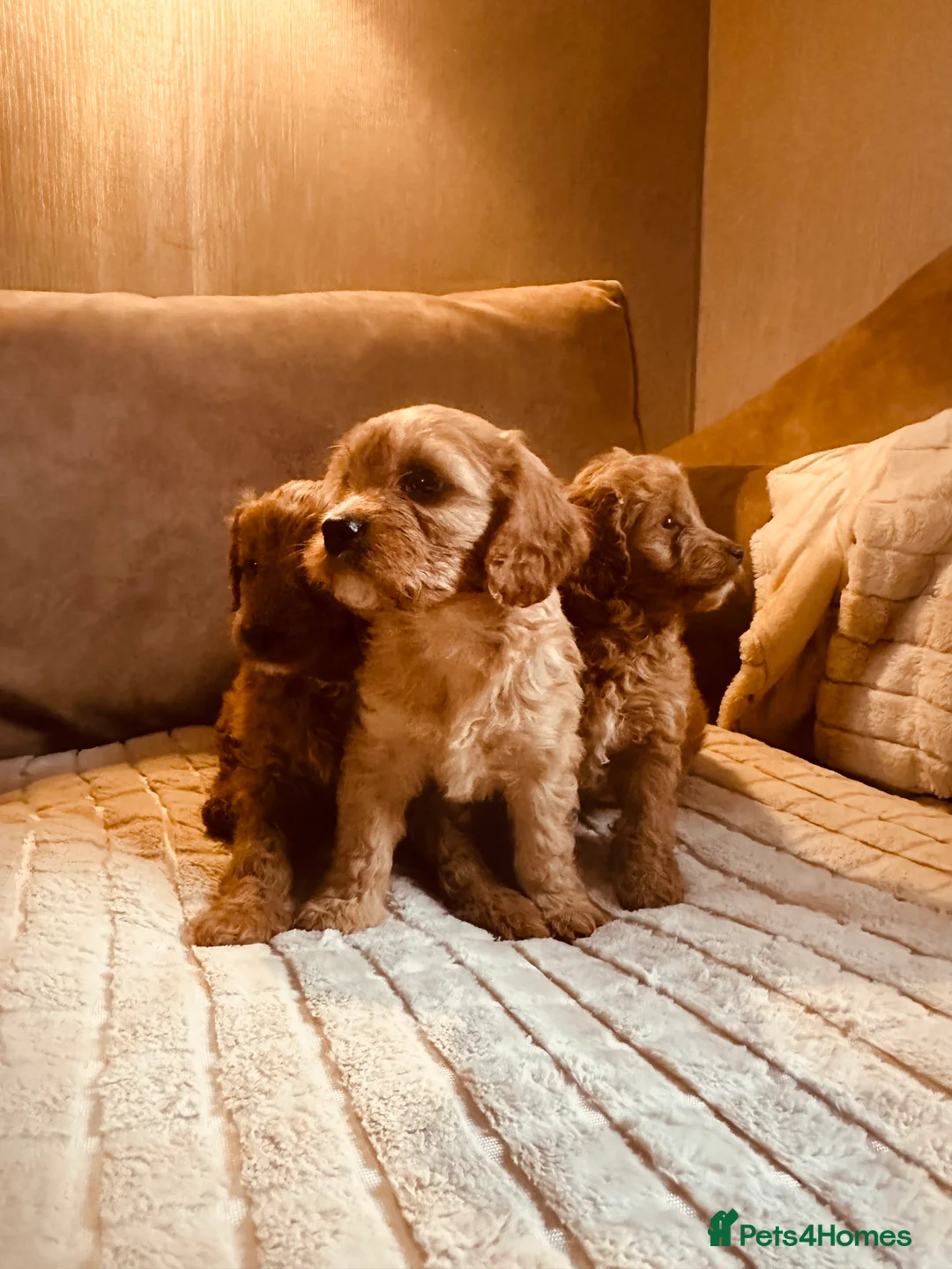 Cockapoo dogs for sale: Stunning cockapoos DNA health tested - Advert 6