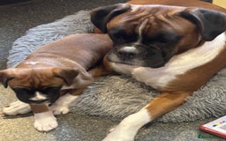 Boxer dogs for sale: Boxer puppy Girl for sale-adorable and cute  - Image 7