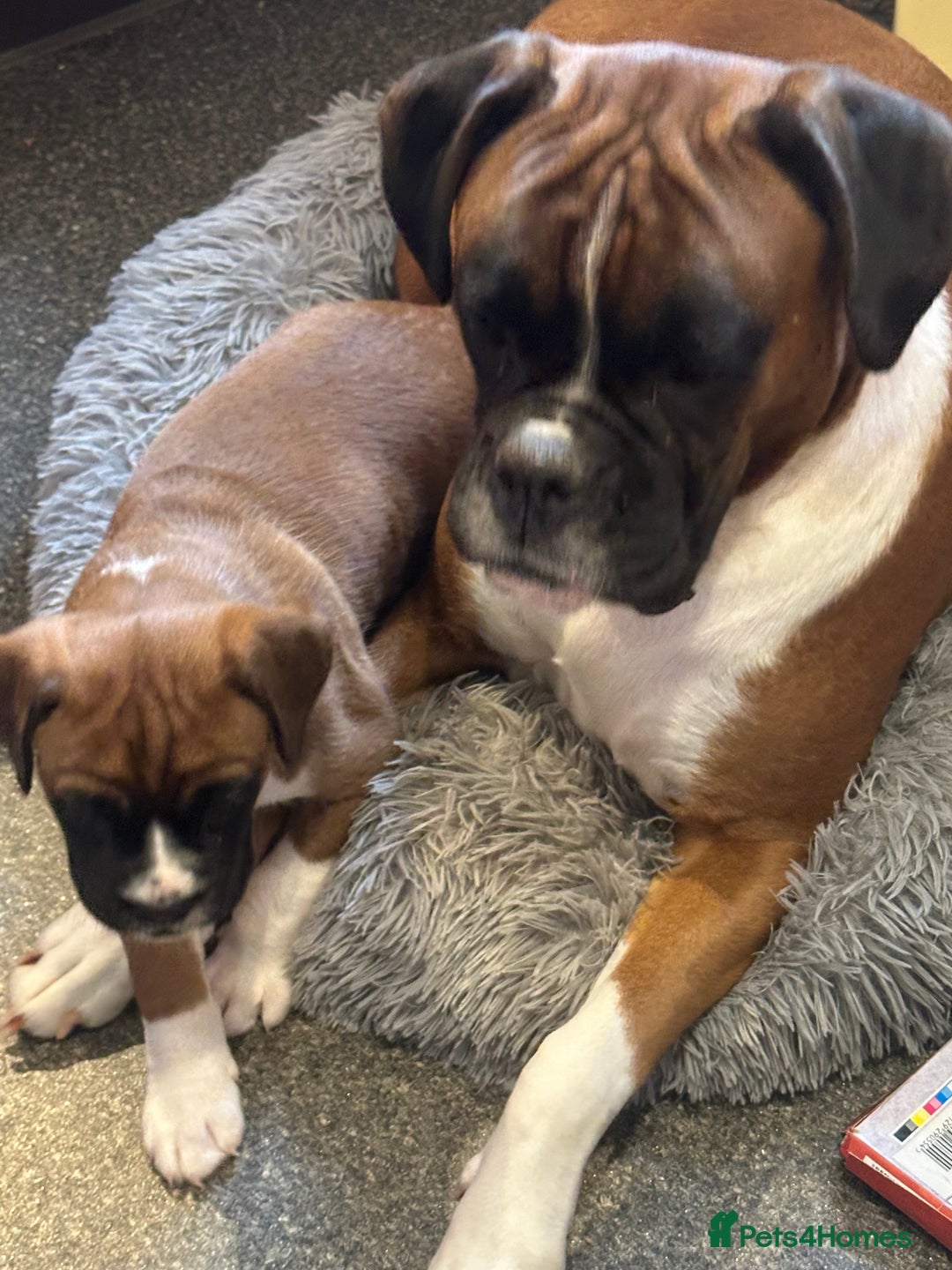 Boxer dogs for sale: Boxer puppy Girl for sale-adorable and cute  - Image 7