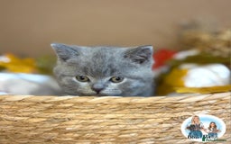 British Shorthair cats for sale: 3 British short hair / long hair kittens  - Image 34