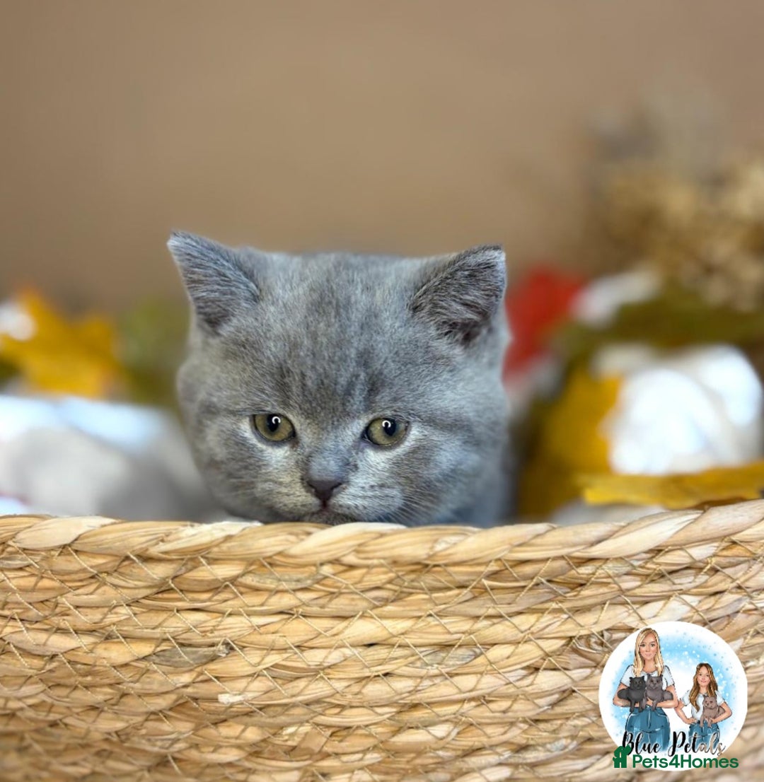 British Shorthair cats for sale: 3 British short hair / long hair kittens  - Image 34