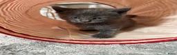 Maine Coon cats for sale: Beautiful 100% Maine coin kittens - Advert 27