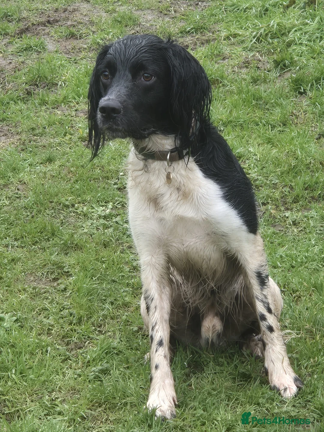 English Springer Spaniel dogs for stud: Stud: Proven KC reg, English Springer Spaniel in Tidworth - Advert 4