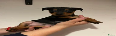 Miniature Pinscher 1