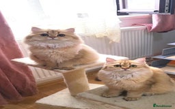 British Longhair cats for sale: Purebred British Longhair Female  - Image 2