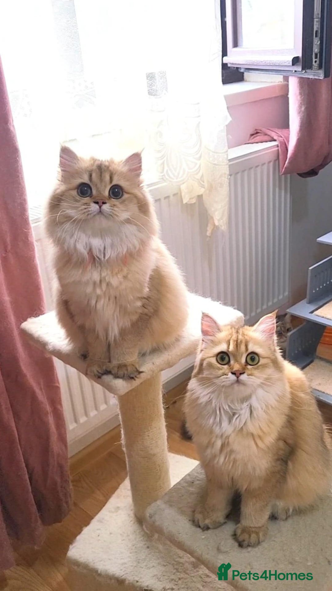 British Longhair cats for sale: Purebred British Longhair Female  - Image 2