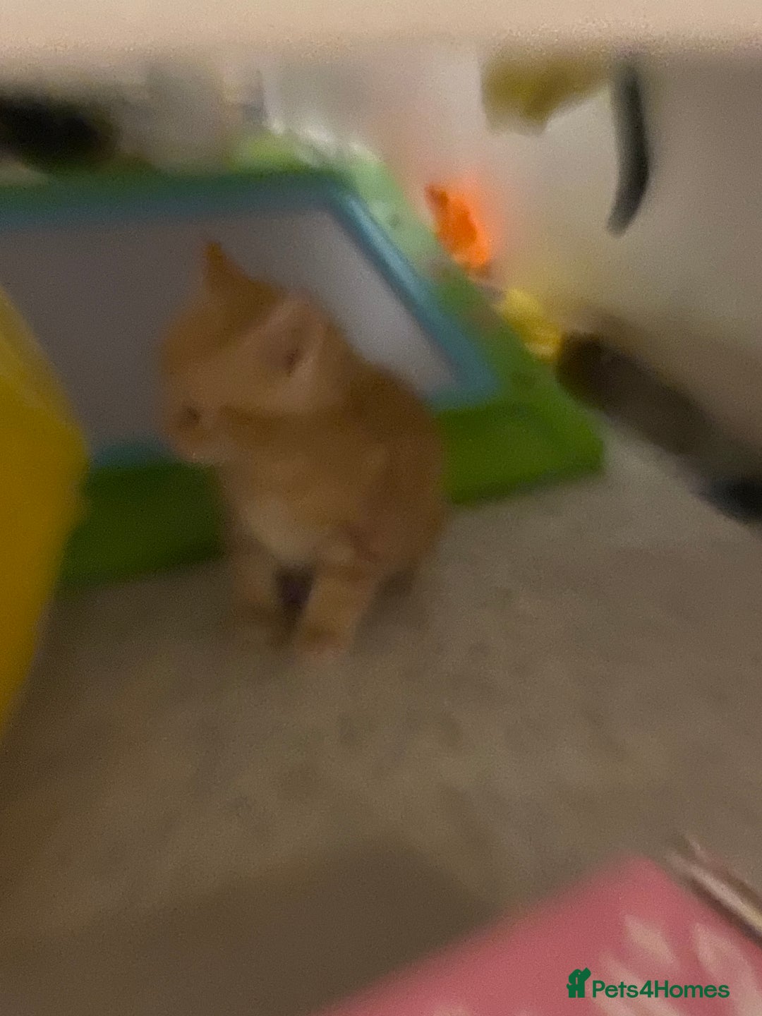 Mixed Breed cats for sale: 2 kittens male and female - Advert 15