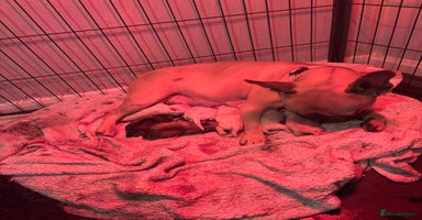 Frug dogs Frug Puppies For sale - Advert 15