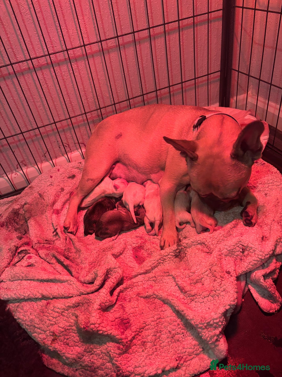 Frug dogs for sale: Frug Puppies For sale - Advert 3