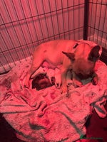 Frug dogs Frug Puppies For sale - Advert 3