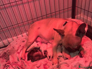 Frug dogs Frug Puppies For sale - Advert 3