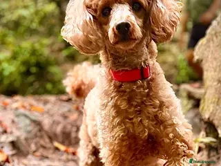 Cavapoo dogs Quality F1b Cavapoo puppies - Advert 3