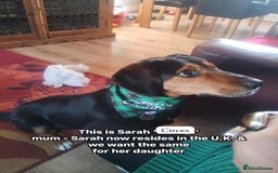 Mixed Breed dogs for adoption: Circe, approx 1 yr old. Available for adoption. - Image 7