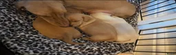 Miniature Dachshund dogs for sale: Adorable Miniature Dachshund Puppies - Advert 2