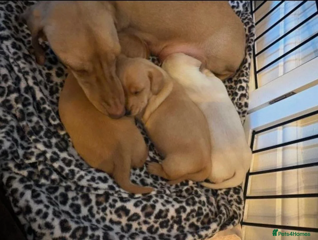 Miniature Dachshund dogs for sale: Adorable Miniature Dachshund Puppies - Advert 2