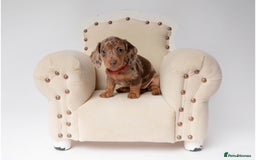 Miniature Dachshund dogs for sale: Beautiful miniature dachshunds - Image 10
