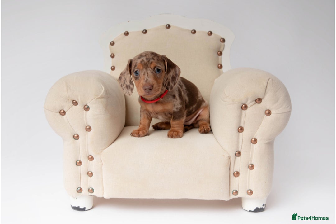 Miniature Dachshund dogs for sale: Beautiful miniature dachshunds - Image 10