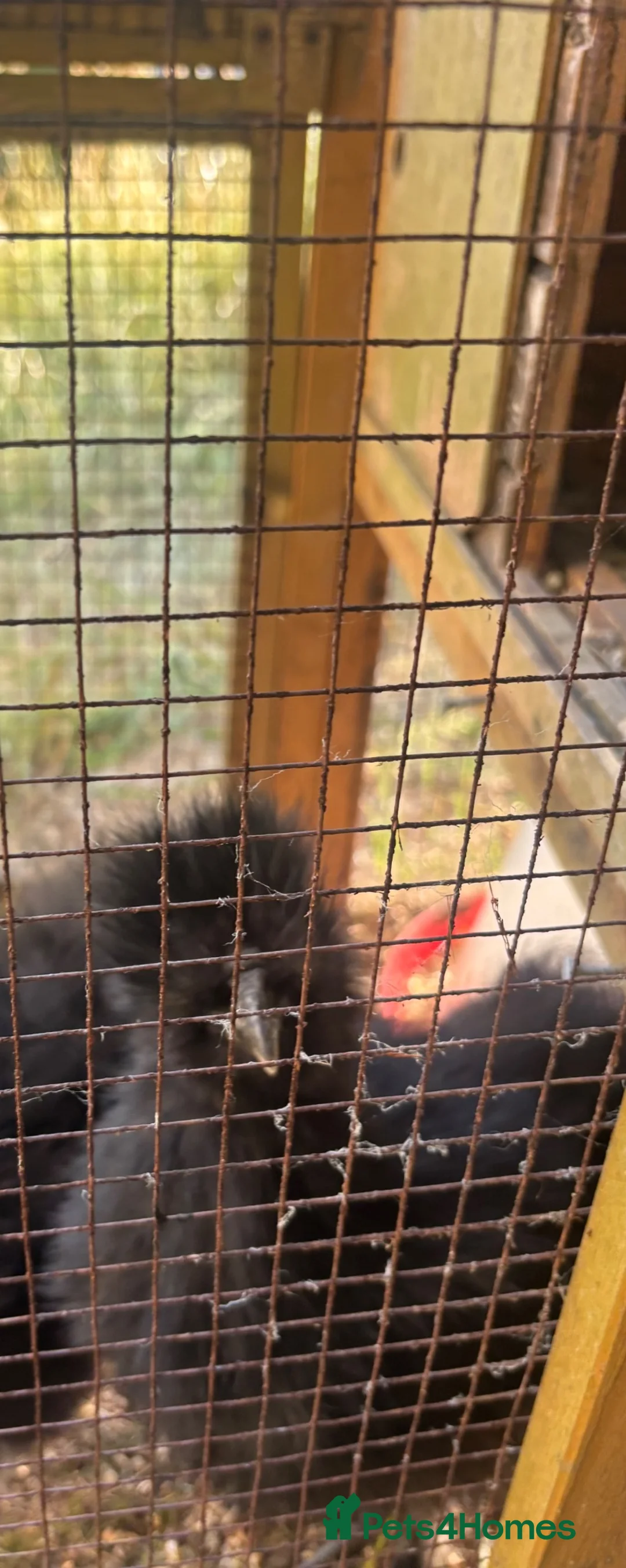 Chickens poultry for sale: Three black silkie chickens - Advert 3