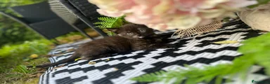 Mixed Breed Kitten 4