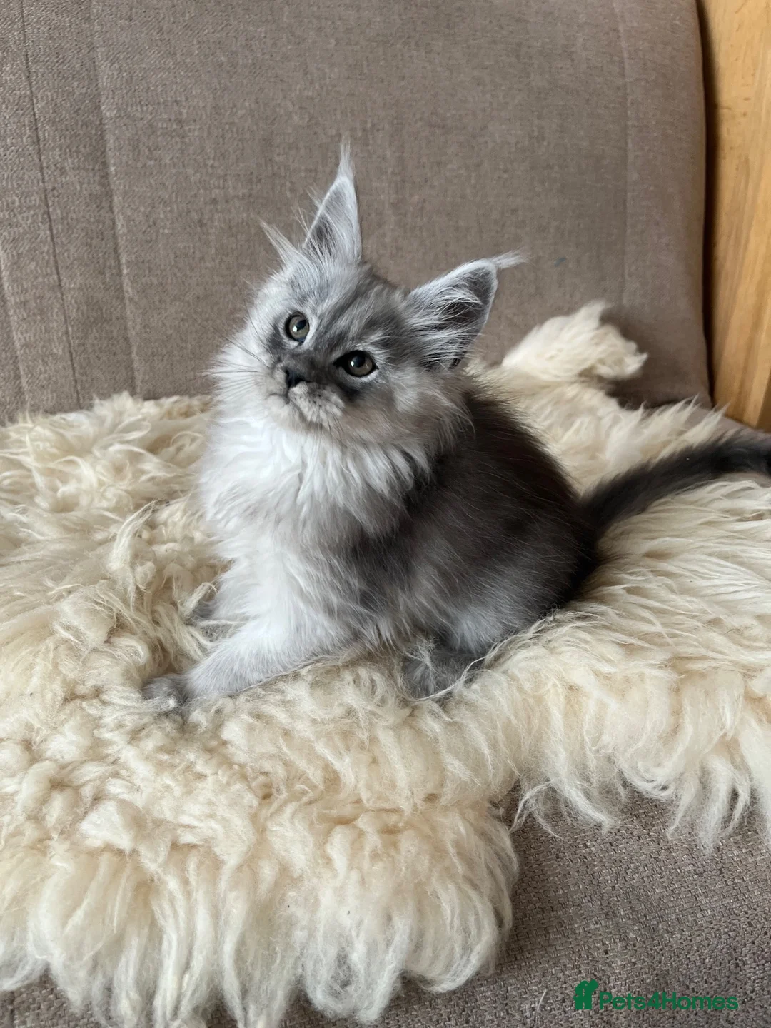 Maine Coon cats for sale: ⭐️Beautiful Maine Coon Kittens⭐️ - Advert 40