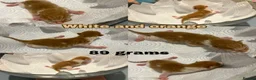 Mixed Breed cats for sale: Beautiful Ginger & Tortoiseshell Kittens in Faringdon - Advert 24
