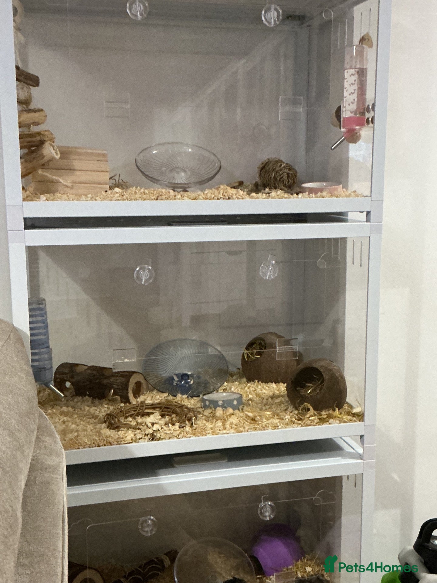 Hamster rodents Hamsters and setups  - Advert 3
