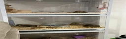 Hamster rodents for sale: Hamsters and setups  - Advert 1