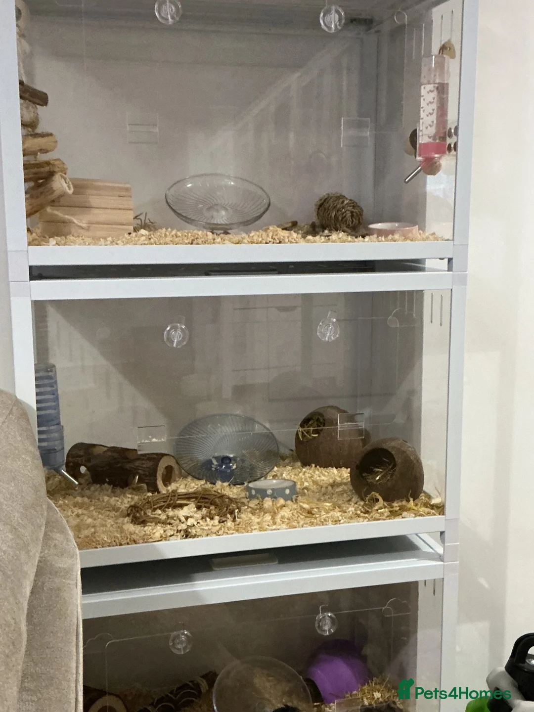 Hamster rodents for sale: Hamsters and setups  - Advert 1