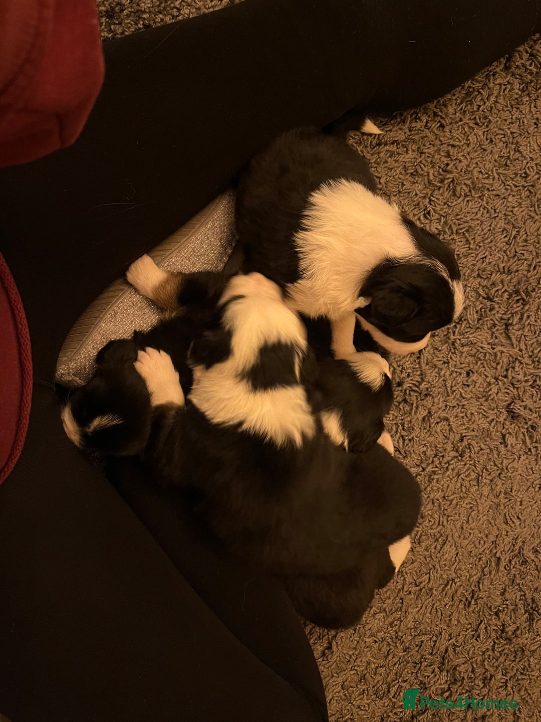 Border Collie dogs for sale: Beautiful Tri-colour border collies - Image 16