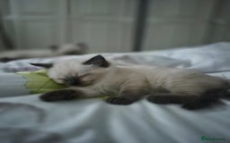 Ragdoll cats for sale: Pure Breed Ragdoll Kittens  - Advert 10