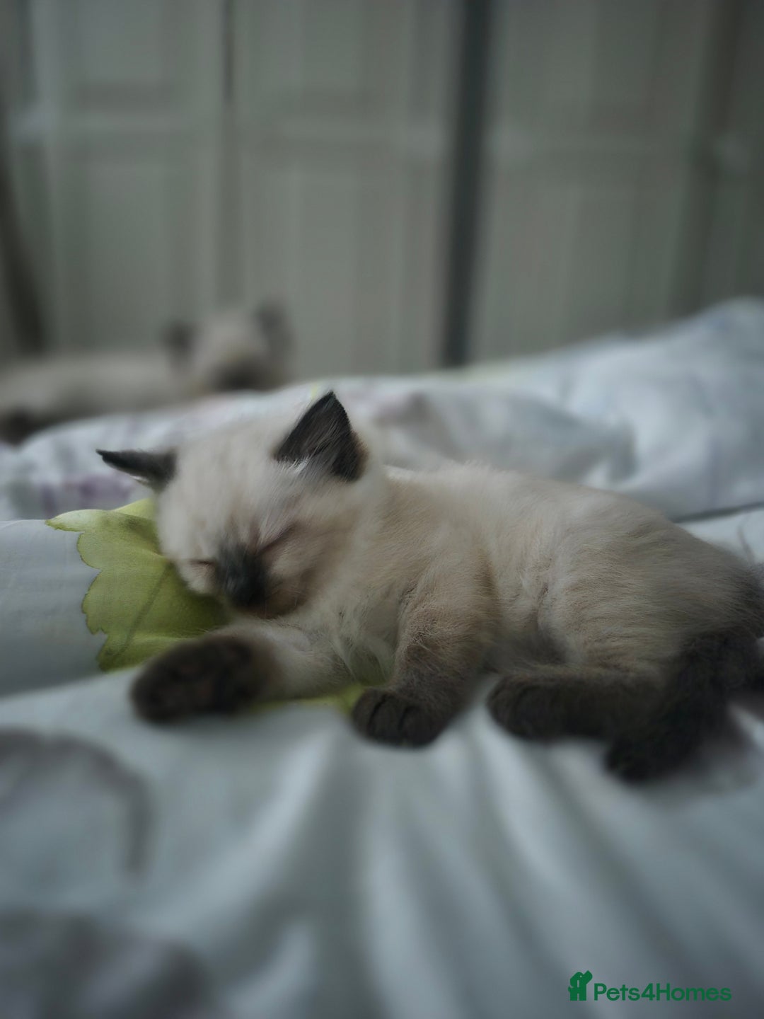 Ragdoll cats for sale: Pure Breed Ragdoll Kittens  - Advert 10