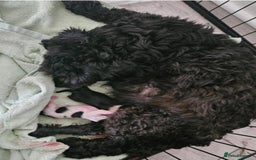 Cavapoo dogs for sale: Adorabile Cavapo Puppies  - Image 10