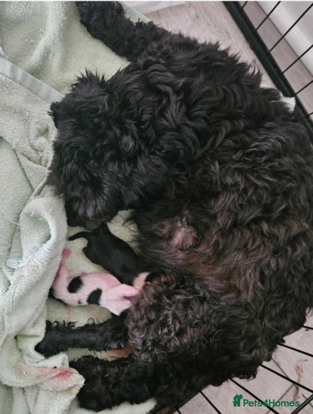 Cavapoo dogs for sale: Adorabile Cavapo Puppies  - Image 10