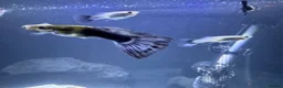 Live Bearers fish for sale: Ultimate 40L Tropical Aquarium Setup with 9guppies in Newport - Advert 7
