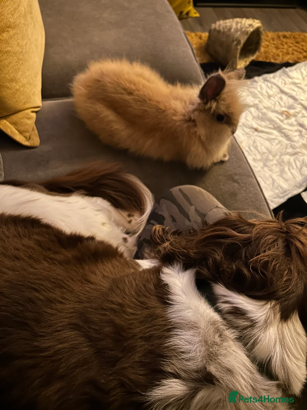 Dwarf Lop rabbits for sale: Dwarf Lilop Rabbit in Stourbridge - Advert 5