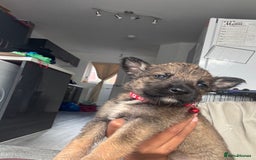 Mixed Breed dogs for sale: German Shepherd x Belgian Malinois - Image 14