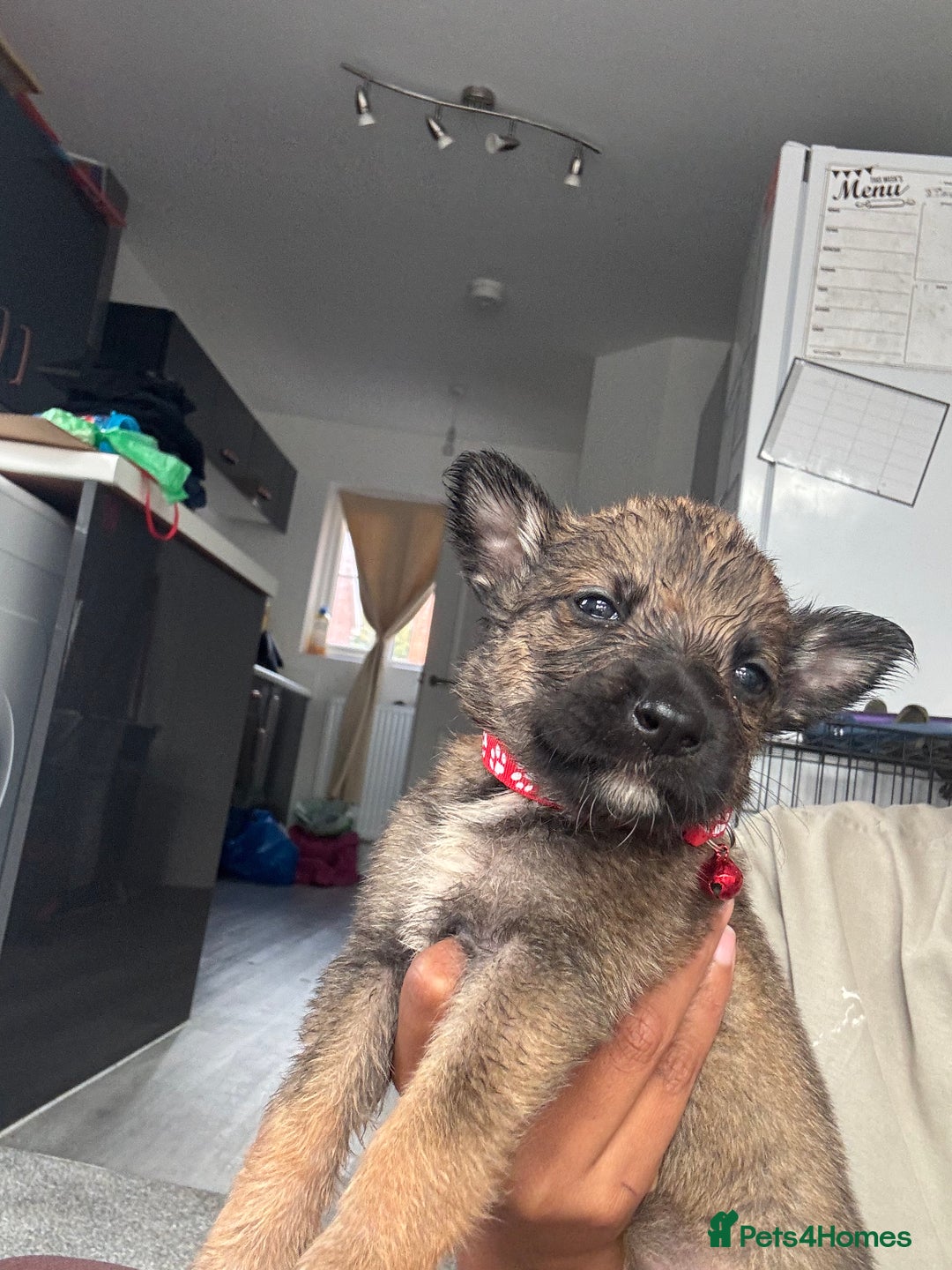 Mixed Breed dogs for sale: German Shepherd x Belgian Malinois - Image 14