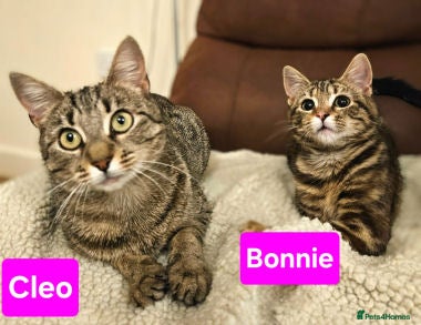 Mixed Breed cats Bonnie and Cleo - Advert 5