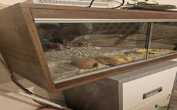 Snake reptiles for sale: King snake - Image 2